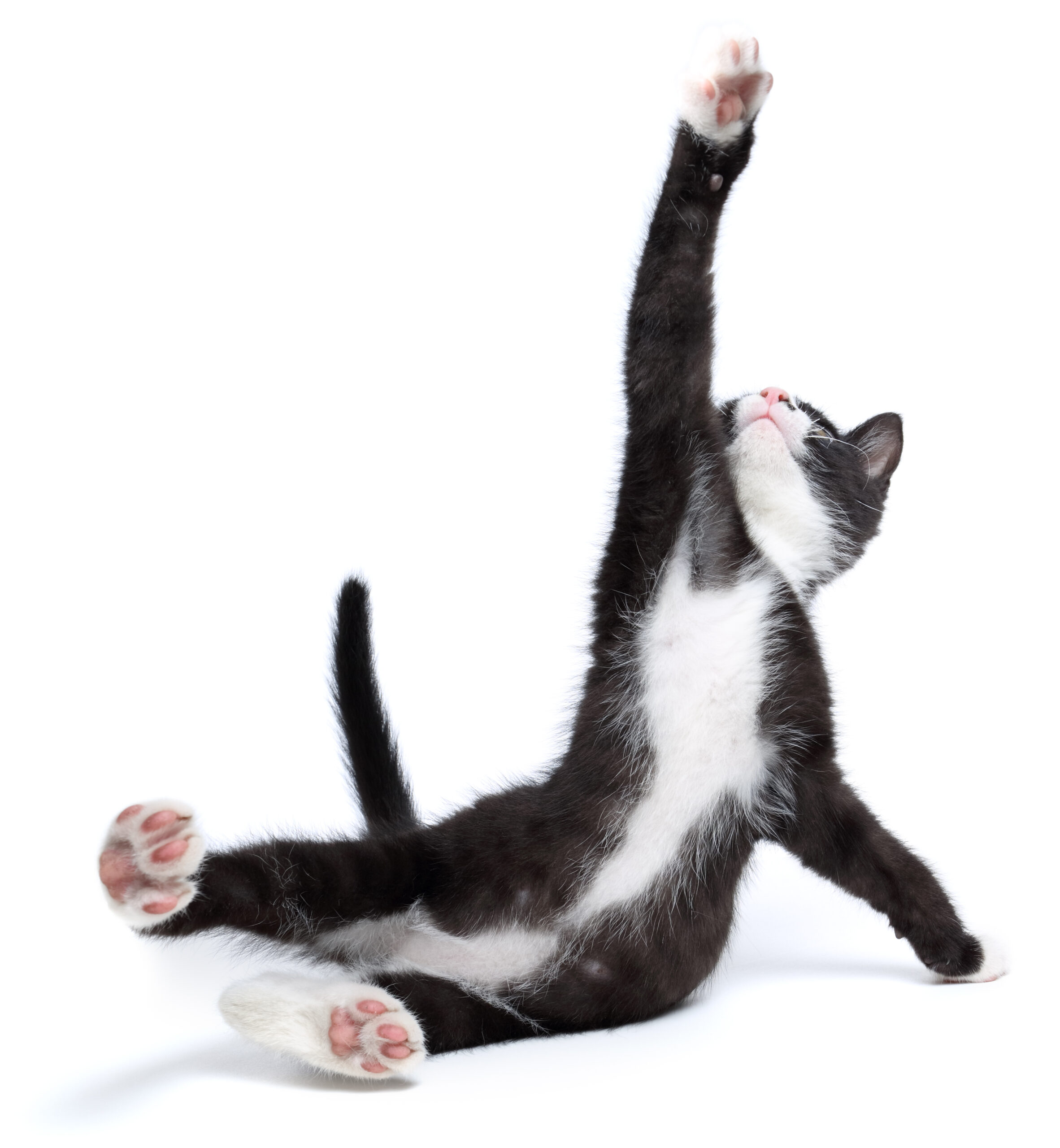 Rapamycin for Cats  with HCM -- a Gymnast