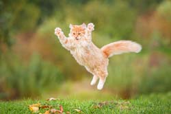 Rapamycin For Cats -- Cat Attack!!
