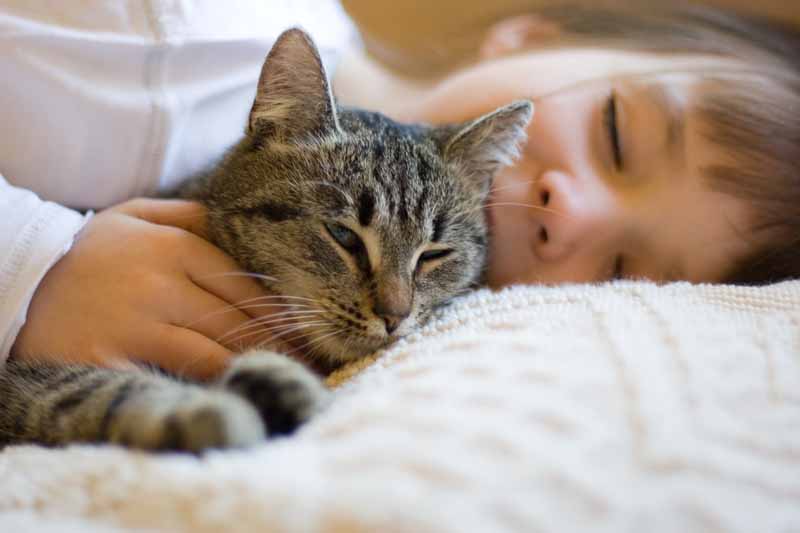 Rapamycin for Cats -- A loved cat