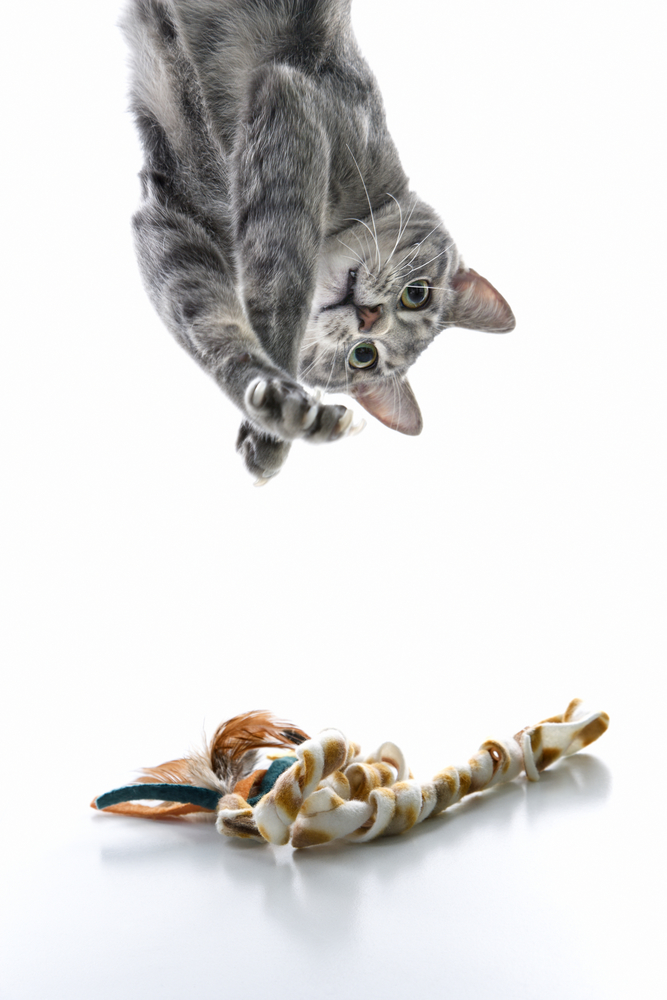 Rapamycin for Cats -- a Gymnast