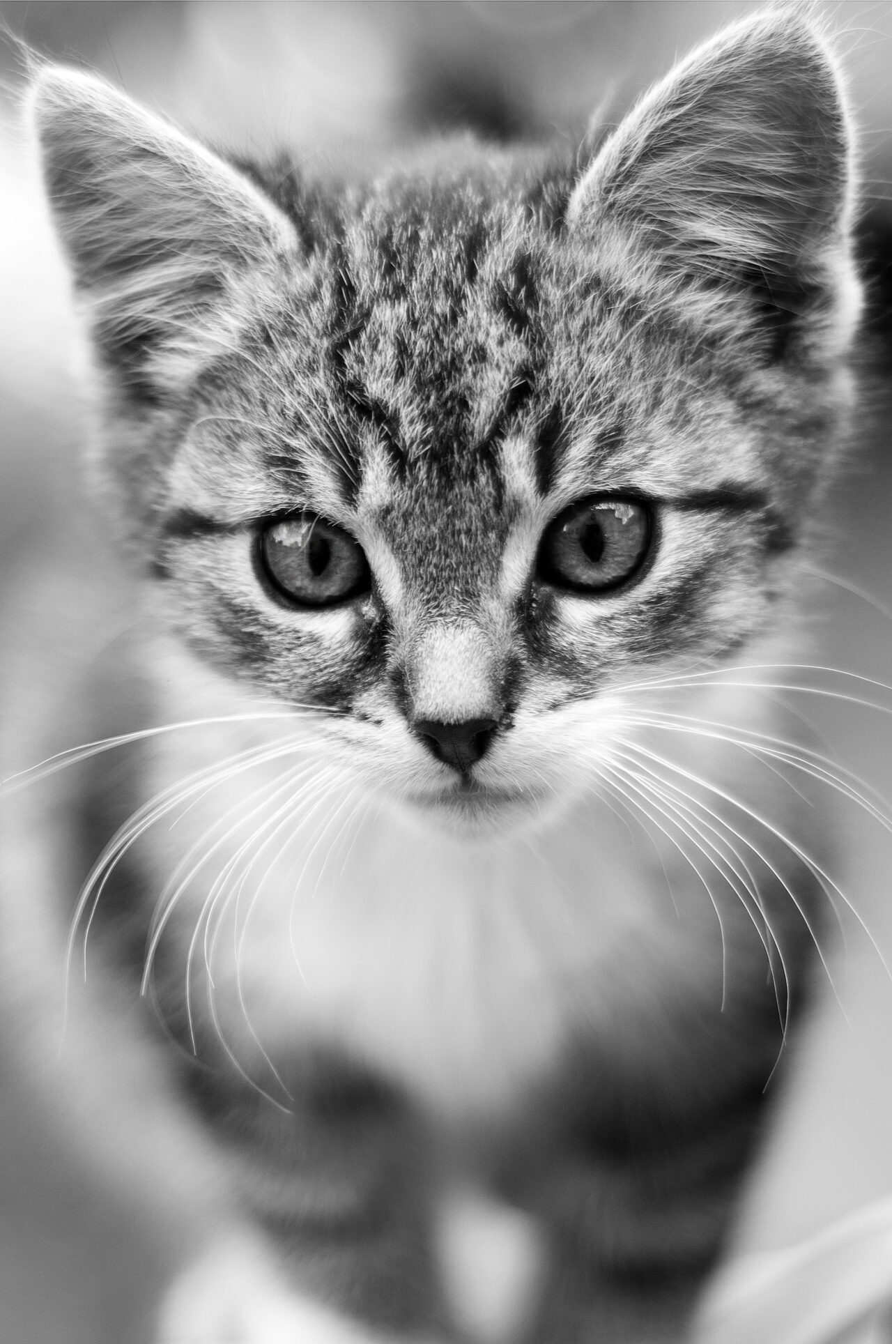 HYPERTROPHIC CARDIOMYOPATHY CATS TREATMENT visual data 3