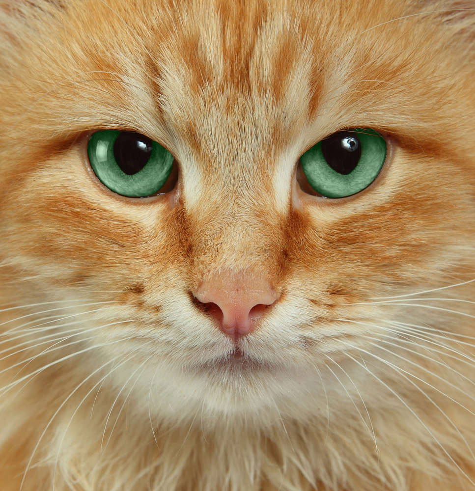 Which is better -- Felycin or rapamycin for HCM cats
