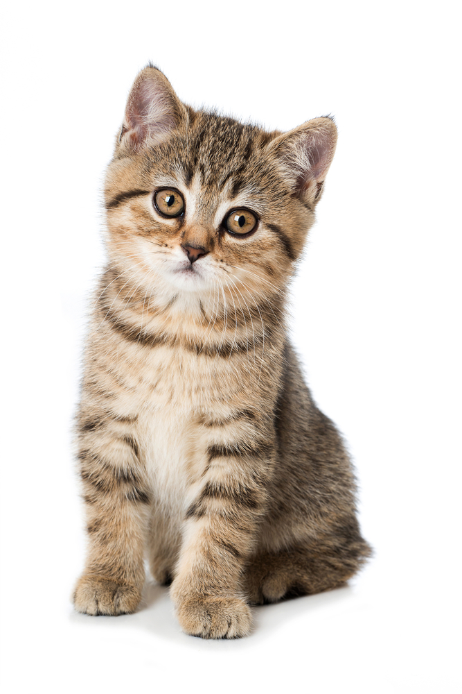 Felycin or rapamycin for your kitty with HCM